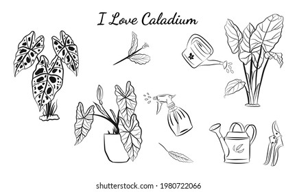 Caladium. Caladium leaf set. The leaves of the caladium plant. Hand drawn set of calladium leaves. Botanical illustration. 