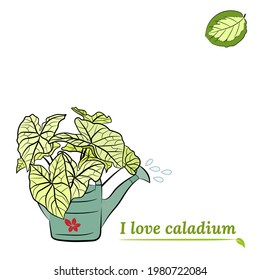 Caladium. Caladium leaf set. The leaves of the caladium plant. Hand drawn set of calladium leaves. Botanical illustration. 