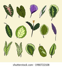 Caladium. Caladium leaf set. The leaves of the caladium plant. Hand drawn set of calladium leaves. Botanical illustration. 