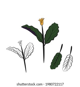 Caladio. Juego de hojas del Caladio. Las hojas de la planta del caladio. Juego dibujado a mano de hojas de calladium. Ilustración botánica. 
