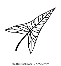 Caladium leaf vector icon. An exotic plant native to the tropical forests of South America. Hand drawn botanical clipart, black and white sketch. Araceae drawing, leaf with veins, petiole. Houseplant
