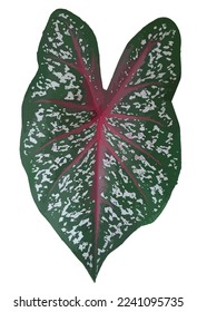 caladium leaves isolated on white background 