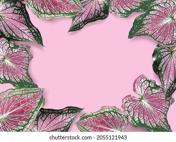 caladium in pink and green leaf, caladium leaf background, 