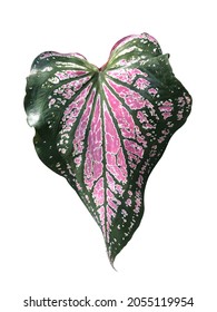 caladium in pink and green leaf, white background