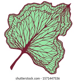 Caladium plant leaf. Hand-drawn vector elegance illustration for your natural design. 