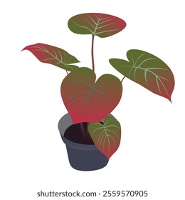 Caladium in pot. Elephant ear tree or Bon tree. Hand drawn style. Vector illustration.