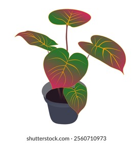 Caladium in pot. Elephant ear tree or Bon tree. Hand drawn style. Vector illustration. House plants.