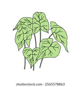 Caladium Syngonium Podophyllum, Nephthytis Botanical leaf vector. Isolated on white. For the design of postcards, clothes, stationery, botanical vector 