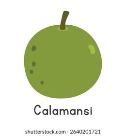Calamansi flat vector illustration. Green calamansi cartoon clipart style. Also known as calamondin, Philippine lime, Philippine lemon, or Citrus × microcarpa. Citrus fruit concept