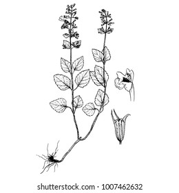 Calamintha menthifolia gravures