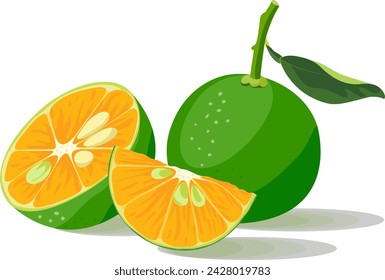 Calamondin calamansi kalamansi phillippine lemon vector illustration set isolated