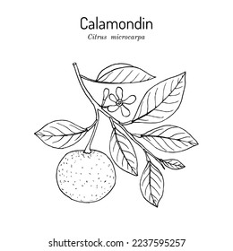 Calamondin, or Philippine lime (Calamansi Citrus × microcarpa), edible and medicinal plant. Hand drawn botanical vector illustration