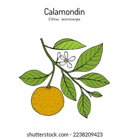 Calamondin, or Philippine lime (Calamansi Citrus × microcarpa), edible and medicinal plant. Hand drawn botanical vector illustration