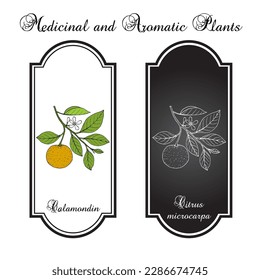 Calamondin, or Philippine lime (Calamansi Citrus × microcarpa), edible and medicinal plant. Hand drawn botanical vector illustration