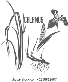 Flor de calamus, silueta de frutas y vectores de raíz. Esquema herbario medicinal de bandera dulce. Acorus calamus silhouette ilustración para productos farmacéuticos y cocina. El perfil de Calami rhizomata.