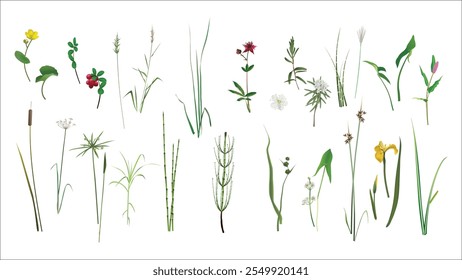 Calamus, lingonberry, reed, marsh cinquefoil, wild rosemary, miscanthus, arrowhead, Persicaria, cattail, umbrella rush, tsipperus, sedge, horsetail, bur-reed, reed, iris, calamus. Wild swamp plant set