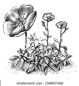 Calandrinia Menziesii is a flowering plant with deep purple-crimson flowers. It has five deep pink to red petals, vintage line drawing or engraving illustration.