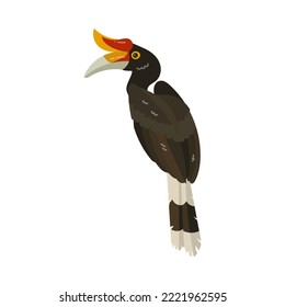 Calao or hornbill and tropical bright bird. Vector illustration of colorful animal from exotic island paradise. Cartoon hornbill isolated on white. Wild and zoo nature, fauna, ornithology concept