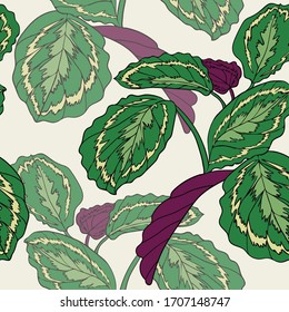 Calatea plant. Leaves. Vegetation. Seamless vector pattern with flowers. Hand drawing.