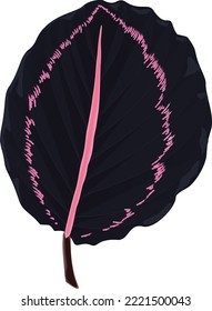 Calathea Black lipstick (Pin-stripe Calathea) leaf, tropical foliage isolated on white background, a single leaf, blue to purple, with pink hues.