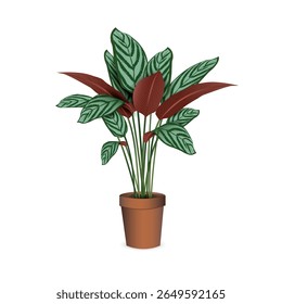  Calathea  (Ctenanta Setosa) - tropical exotic plant in a plastic flower pot isolated on a white background close-up. Vector realistic image for room design project, plant shop advertising banner.