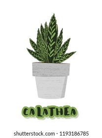 Calathea. Houseplant on cement flowerpot with sticker text. Vector illustration.