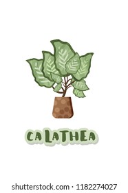 Calathea houseplant on flowerpot with sticker text. Flat vector illustration.
