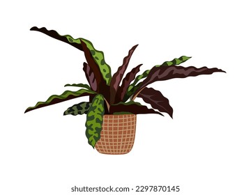 Calathea houseplant in planter. Modern fresh house snake plant growing in pot. Green indoor plant for cozy home interior. Urban jungle. Colored flat vector illustration isolated on white background