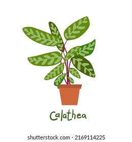 Calathea. Houseplants vector illustrations. Urban jungles. Plants are friends. Culd be used for web, notebook, phone case, etc