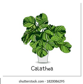 Calathea. Indoor potted plant isolated on white background. Home flowers clipart