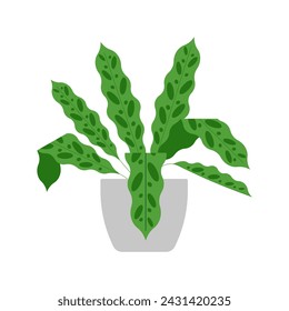 Calathea Lancifolia. Rattlesnake plant, houseplant. Light-green leaves foliage with dark green spots. Indoor plant in a flower pot, vector illustration. Isolated on white. Minimalist style