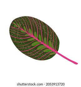 Hojas de Calathea aisladas. Ilustración de estilo plano