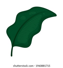 calathea leaf on white background