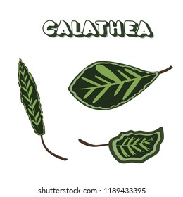 Calathea leaves. Elements plant with sticker text. Vector illustration.
