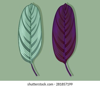 Calathea leaves set part 2