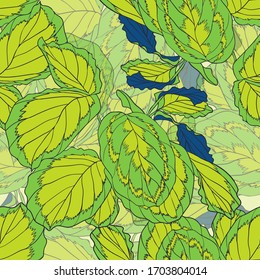 Calathea. Leaves. Vegetation. Seamless vector pattern with flowers. Hand drawing.