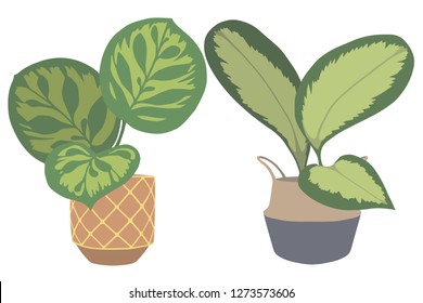 
Calathea Makoyana and Roseopicta, two popular exotic tropical house plants in pots graphic vector illustration, also called Marantaceae or Prayer Plant