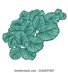 Calathea Orbifolia leaves decorative compsition, natural green ornamental tropical plant leaf with pattern for design summer vector illustration