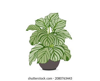 Calathea Orbifolia is a potted ornamental plant with isolated white background.