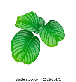 calathea orbifolia with a predominance of green and white. orbifolia is identical to its large leaves