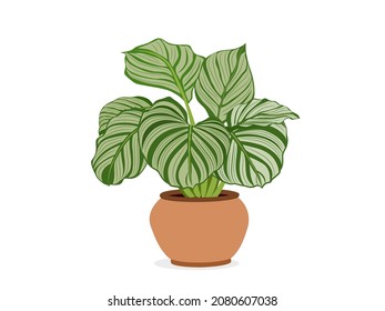 Calathea Orbifolia in white ceramic pot with isolated white background.