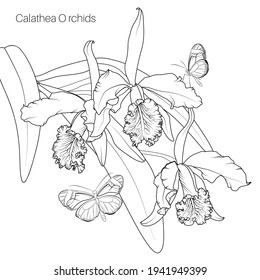 Calathea orchid tropical flower plant bloom blossom leaves with butterfly insect. Black line design white background.