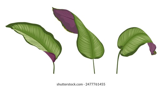 Calathea ornata (Nadelstreifen-Calathea) Blätter, tropisches Laub isoliert auf weißem Hintergrund