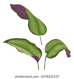 Calathea ornata, Nadelstreifen Calathea Blätter, Tropisches Laub isoliert auf weißem Hintergrund