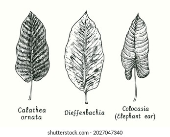 Calathea ornata (Calathea Pinstripe or Pinstripe plant), Dieffenbachia seguine leaf, Colocasia (Elephant ear) leaf. Ink black and white doodle drawing in woodcut style.