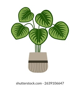 Calathea plant in ceramic pot. Beautiful tropical houseplant for home decoration. Hand drawn vector illustration isolated on white background, modern flat cartoon style.
