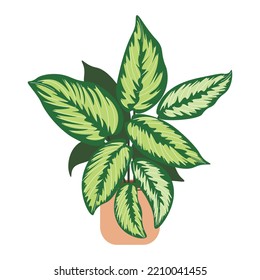 Calathea in pot on white isolated background. Indoor potted plant. Home plant in flowerpot. Hand-drawn flat vector illustration.