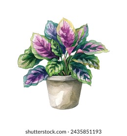 calathea in pot vector illustration in watercolour style