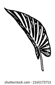 Calathea tropical leaf clipart. Exotic flora doodle sketch. Hand drawn vector botany illustration. Engraving style doodle isolated on white.