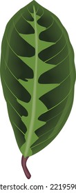 Calathea Warscewicziih (Pin-stripe Calathea) leaf, tropical foliage isolated on a fresh green background, a single leaf, three dimensional.